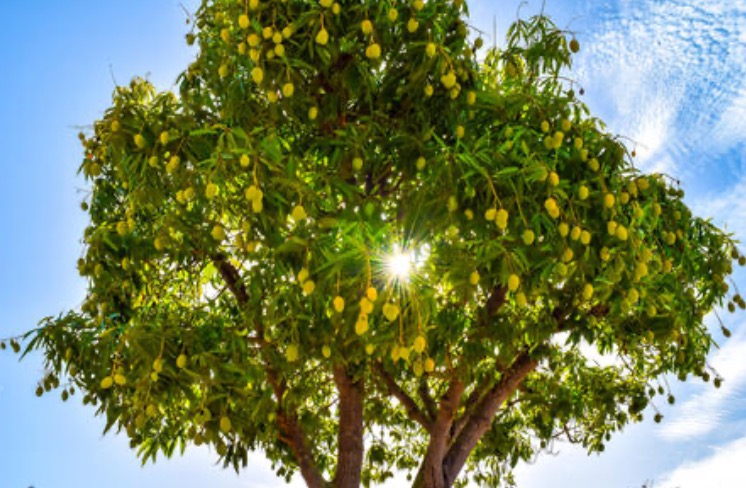 árbol de mangos árbol de esperanza